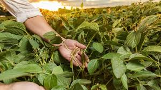 AVVISO PUBBLICO PER LA CREAZIONE DI UN ELENCO DI PROFESSIONISTI QUALIFICATI PER IL SUCCESSIVO AFFIDAMENTO DI UN INCARICO DI PRESTAZIONE DI SERVIZI DI “TECNICO AGRONOMO”